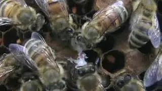 Varroa Sensitive Hygiene (VSH): honey bees removing mite infested brood