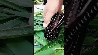 Black corn #shorts#youtubeshorts#shortsvideo#viralvideo