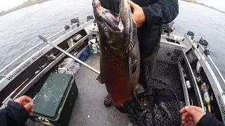 HUGE Columbia River King Salmon