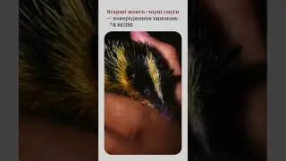 #stripedtenrec #tenrec #amazinganimals #wildlifefacts #madagascarwildlife #naturelovers