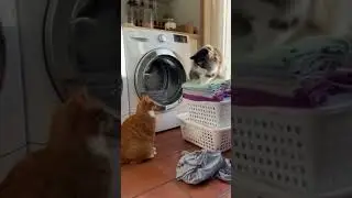 This cat has become addicted to the clothes dryer! 🐾 #cute #cat #aianimals