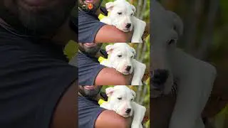 Extraordinary Altimate Quality Dogo Argentino puppies - UKC Paper - 7620003001 #dogoargentino