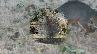 Channel island foxes