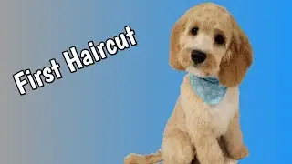 Puppy Mini Doodles' First Grooming Session!