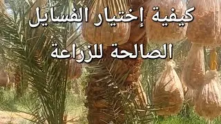 المعايير الهامة لإختيار الفسايل الصالحة للزراعة