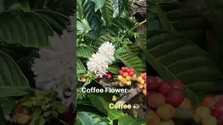 Coorg Coffee Flowers and Coffee ☕️&hearts;️