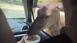 Animal Adventure Park Zoo Harpursville, New York  6/21/25