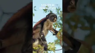 A WOLF'S GUENON MONKEY 🙉 EATING A GREEN LEAF 🍃!