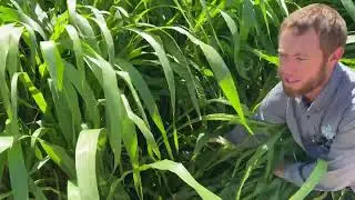 2025 Summer Cover Crop Drylander Hybrid Forage Sorghum