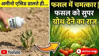अमीनो एसिड डालते ही फसल में चमत्कार! | Amino Acid Benefits in Agriculture