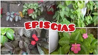 Todas mis EPISCIAS: variedades hermosas  | Tipos de Flame Violet, cuidados y propagaci&oacute;n