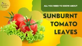 Sunburned Tomato Leaves