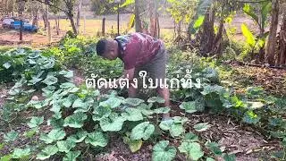 หนึ่งวันในสวนเกษตร 🐝 ฟักทอง ไฮโดรโปนิกส์ ใส่เกลือต้นมะพร้าว