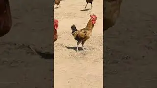 #Desimurga🐓#freerange