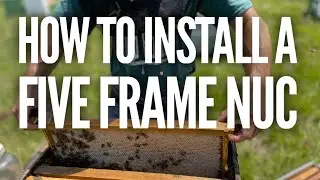 How To Install Your Five Frame Nuc - Beekeeping Basics