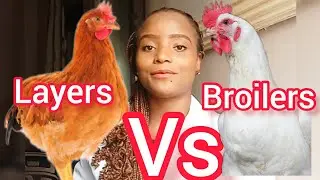 Broilers vs Layers-which is more profitable? #poultryfarming #broilers #layers #chicken #business