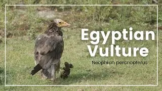 Egyptian Vulture or Pharaoh's Chicken - Neophron percnopterus #BirdsOfIndia #BirdWatching