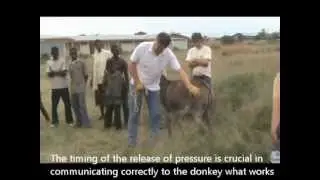 Donkeys aren't stubborn - The Donkey Sanctuary