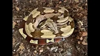Locality Boa Basics:  