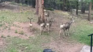 Chilling With The Mule Deer