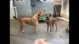 Video of adoptable pet named Wendolyn