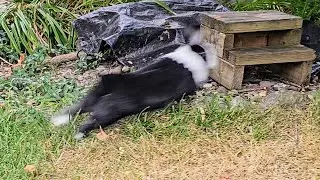 Rabbit runs away