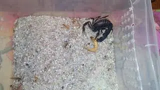 Adult female Androctonus crassicauda feeding