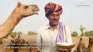 Role of Mr. Genaram Raika in conserving Bikaner Camel Breed in Rajasthan, India.