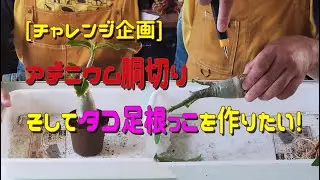 [チャレンジ企画]アデニウム胴切り　そしてタコ足根っこを作りたい
