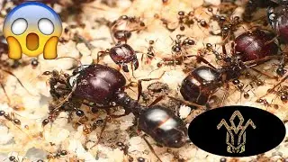 Carebara diversa. Feeding experiment!