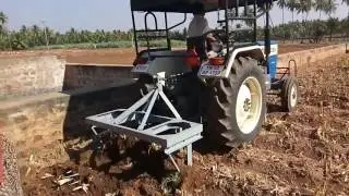 Turmeric harvesting