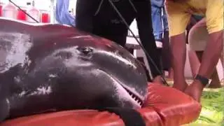 'Tony' a rescued pygmy killer whale is released into the wild