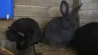 La cate luni se separa iepuri unii de altii/ferma de iepuri/cresterea iepurilor