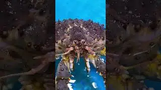 Hi Mr King Crab 🦀 😋 HK$1,480.00