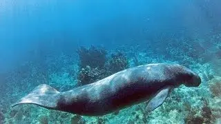 Endangered Antillean manatee in Turneffe Atoll, Belize