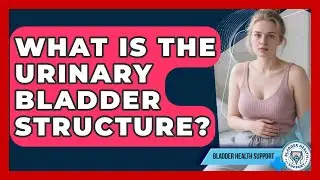 What Is The Urinary Bladder Structure? - Bladder Health Support
