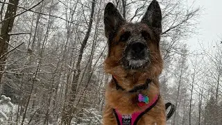 #78 DAJLA | GINAA - śnieżny spacer po górach z psami 🐕 ❄️🏔️ Beskid śląski 