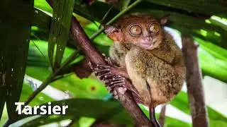 Tarsier Sounds