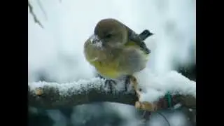 SAMBIRD.wmv