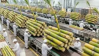 Inside the Giant Cane Sugar Factory &ndash; Full Process How Sugar Are Made