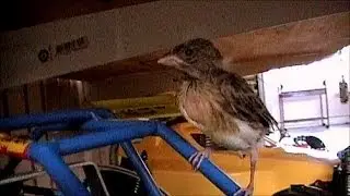 Canary chick checking out my RC's!