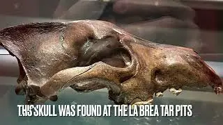 2 Dire Wolf Skulls and where they were excavated