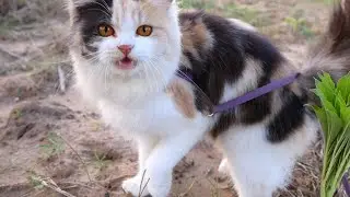 Fluffy Explorer on the Move! 🐱✨