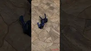 Remote control robot dog