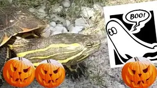 Epic spooky susto, especial jalouin