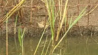 Sedge Warbler, Frampton Marsh RSPB, Lincolnshire, 20/7/25