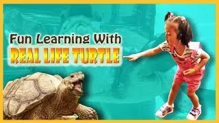 Bermain sambil belajar kura-kura | Fun Learning with Real Life Turtle at Singapore Tortoise Museum