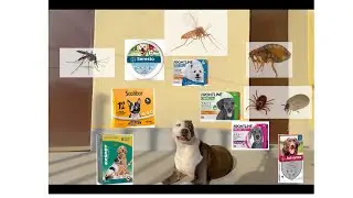 MIGLIOR ANTIPARASSITARIO PER CANI? Contro pulci zecche zanzare  pappataci o mosca cavallina