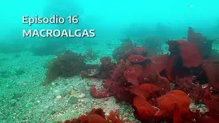 Laboratorio Ant&aacute;rtida - Episodio 16: MACROALGAS