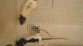 Rat playtime!
